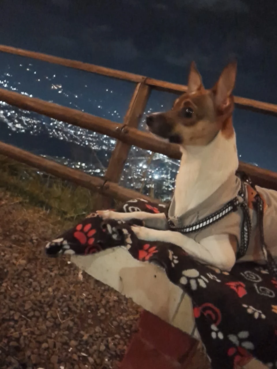 Foto 1 de Romeo