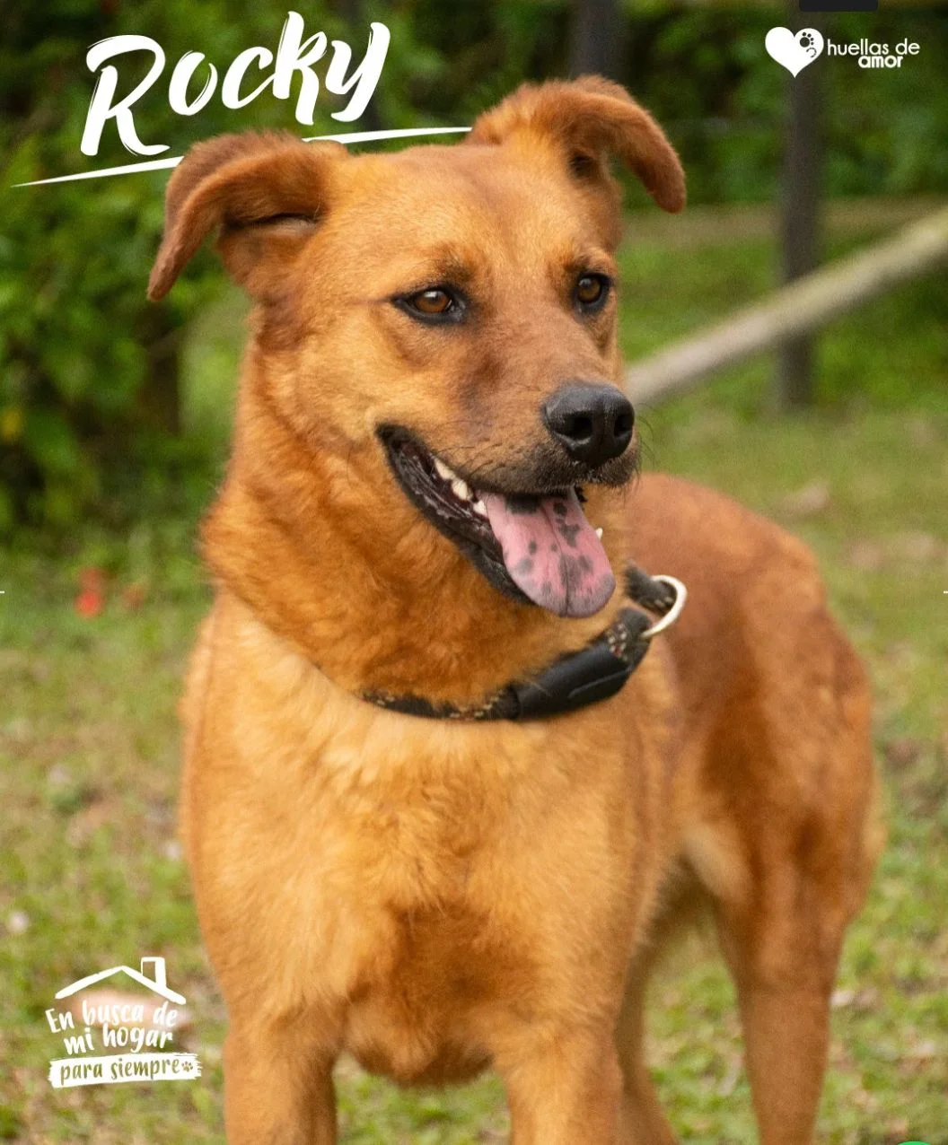 Foto de Rocky