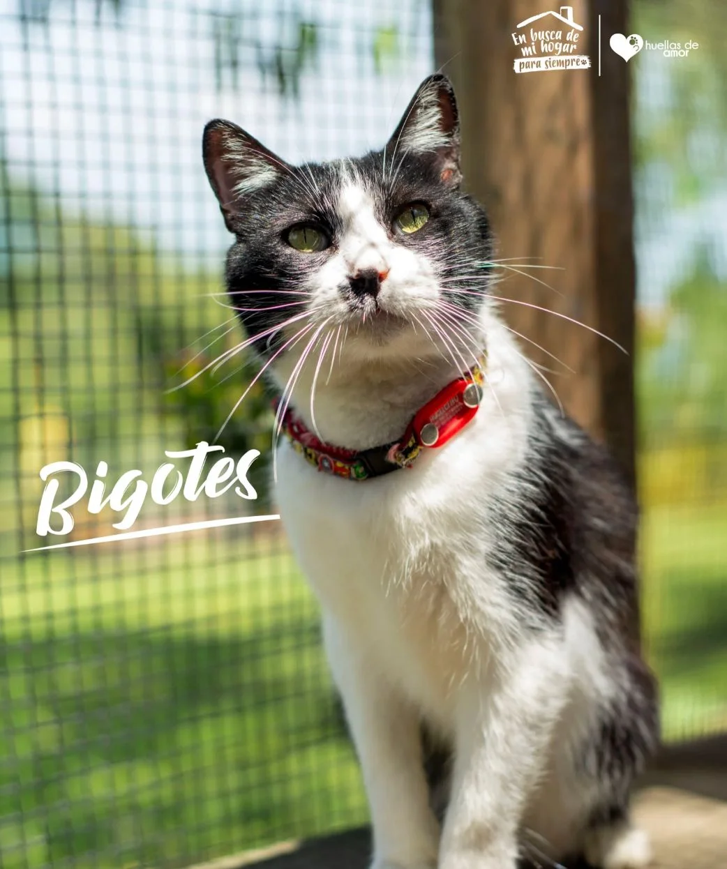 Foto de Bigotes
