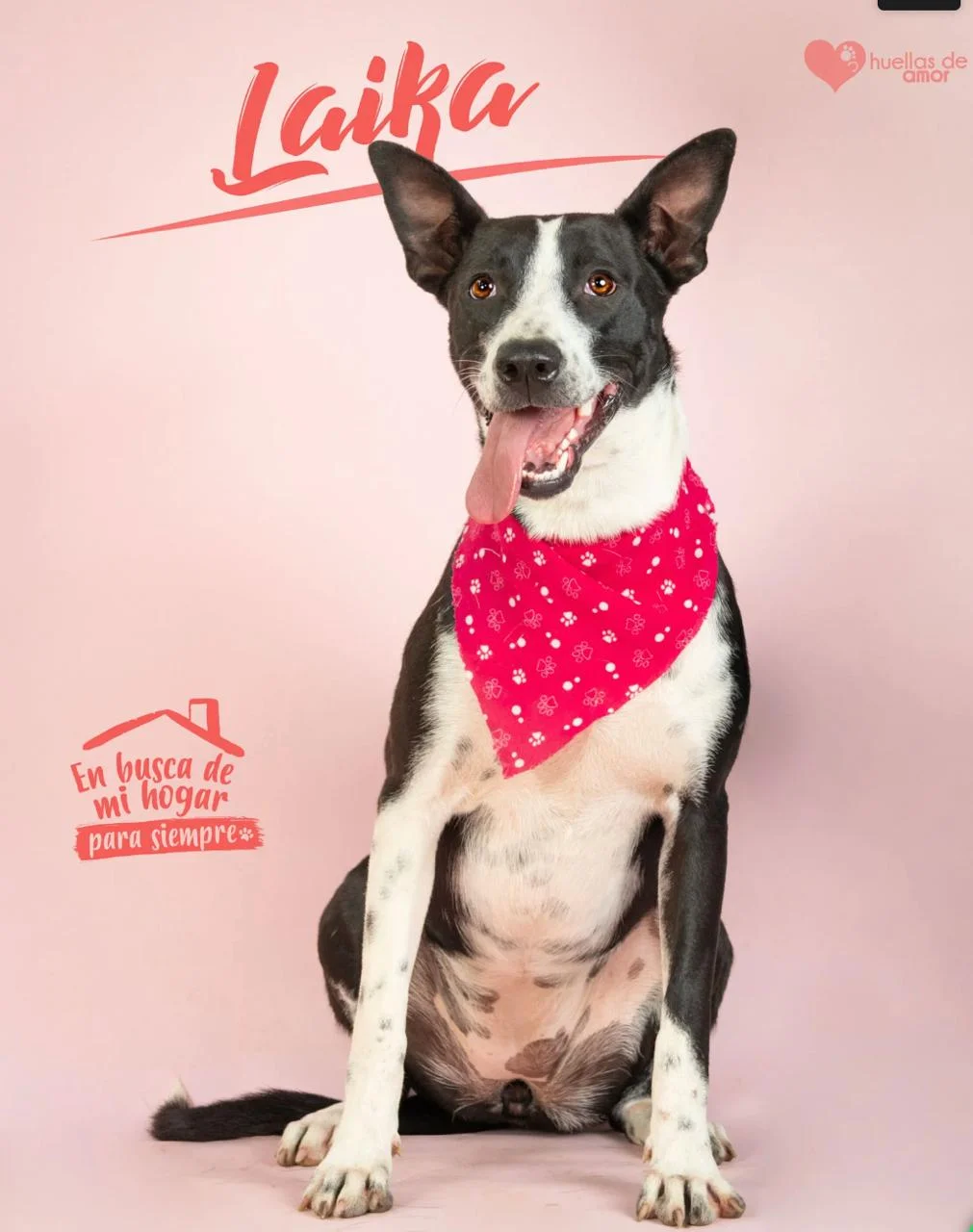 Foto de Laika
